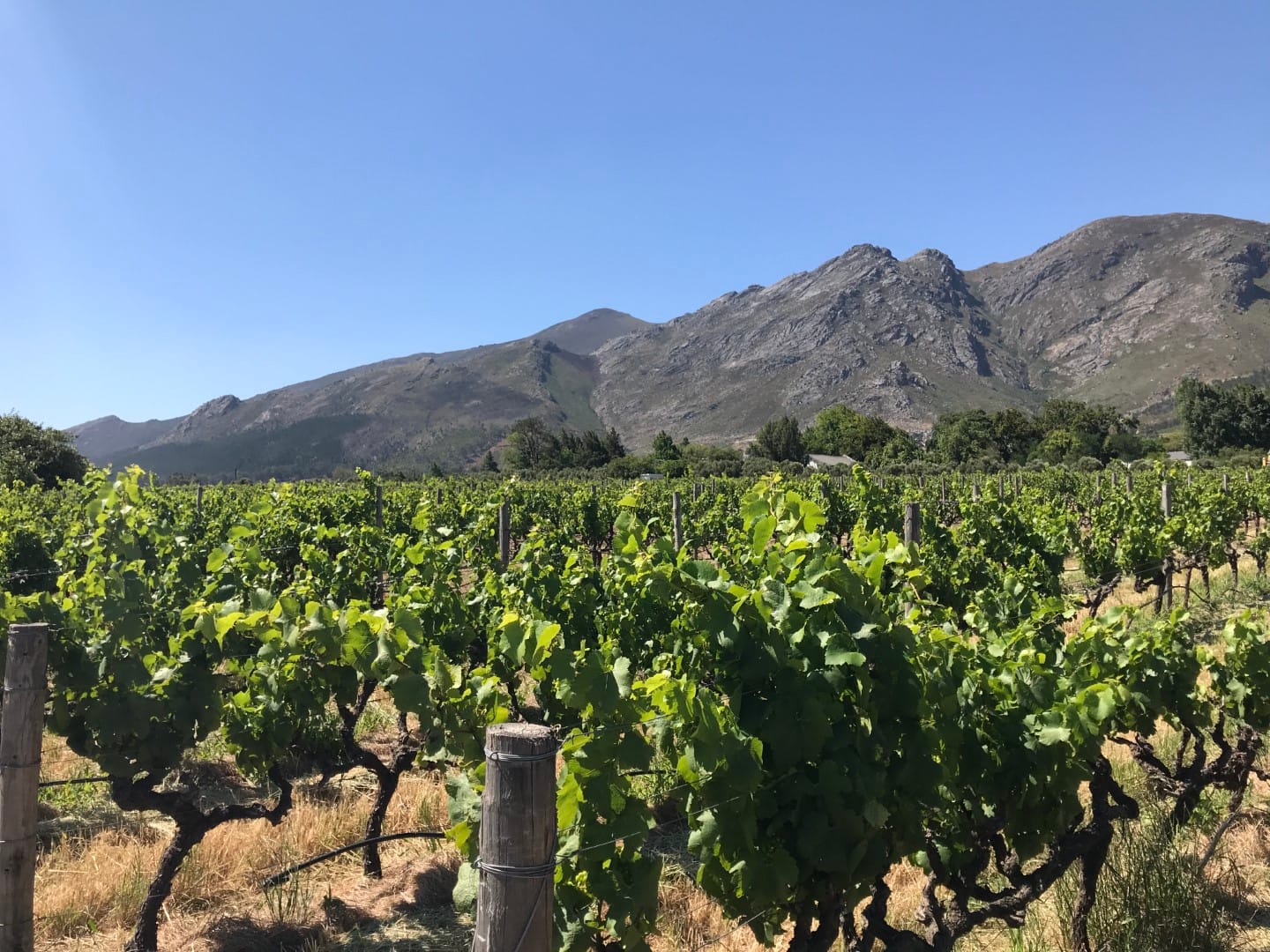 November vines, Cape Winelands. The 2018 harvest season followed the region's worst drought on record.