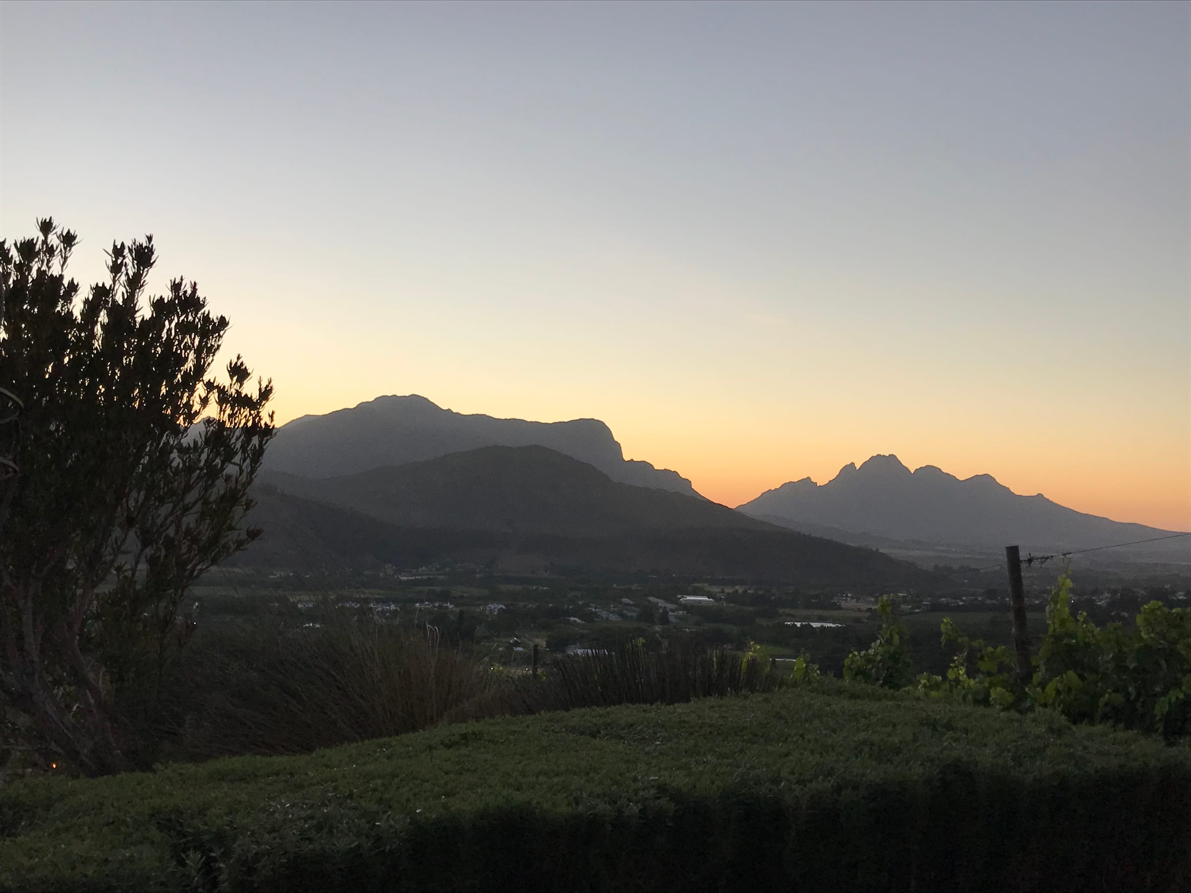 Stellenbosch vineyard at dusk